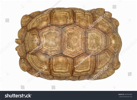 Giant Tortoise Shell Texture Turtle Carapace Stock Photo 697645384 | Shutterstock