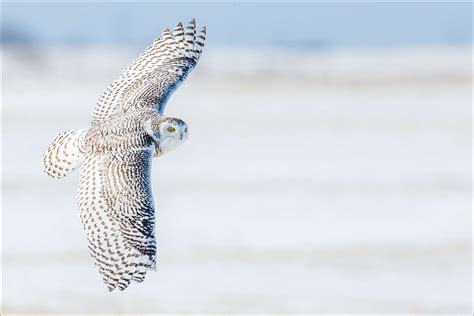 Snowy owl | Christopher Martin Photography | Page 2