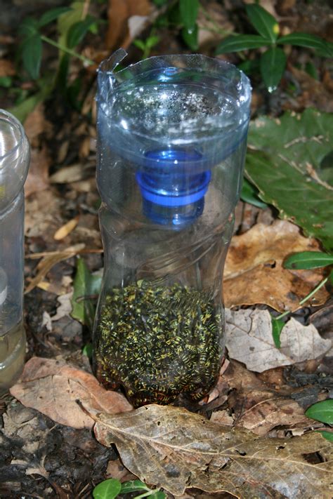 DIY Yellow Jacket Bottle Trap : 8 Steps (with Pictures) - Instructables