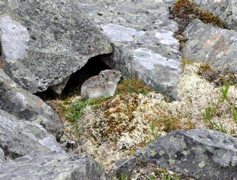 Collared Pika | Government of Yukon