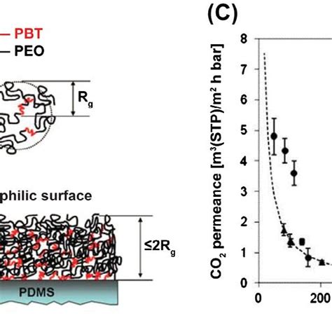 (a) Schematic representation of the block copolymer organization in... | Download Scientific Diagram