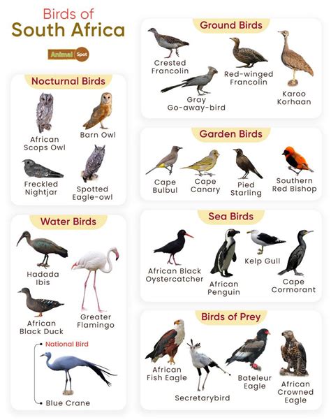 South African Birds Of Prey Identification