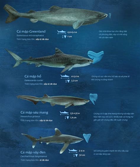 Compare the size of shark species in the world