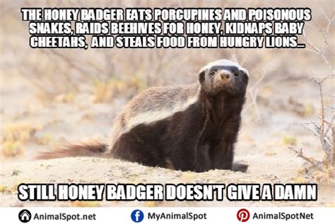 Honey Badger Meme