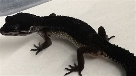 Black night leopard geckos - V Reptiles