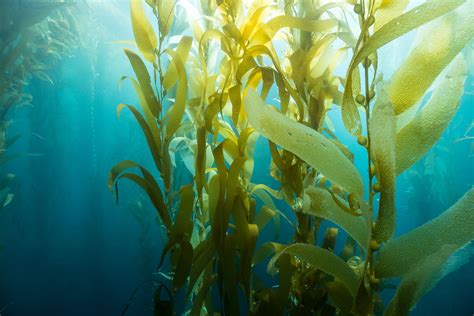 Could Seaweed Farming Help Restore Our Oceans?