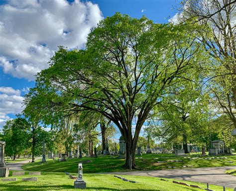 TREE OF THE MONTH – American Elm | Crown Hill Foundation