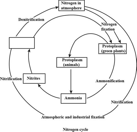 Nitrogen Cycle Diagram For Class 8