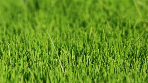 Green Grass Wallpaper - WallpaperSafari