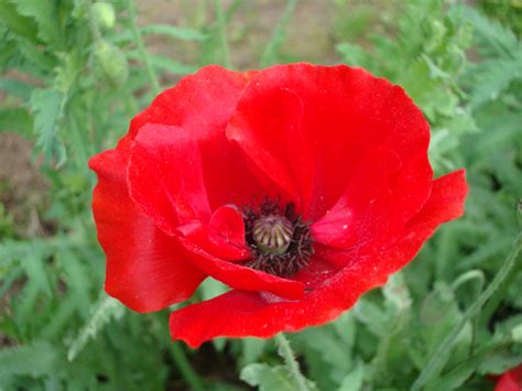 Red Poppy Flower images