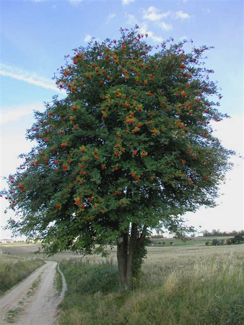 Free mountain ash tree Stock Photo - FreeImages.com