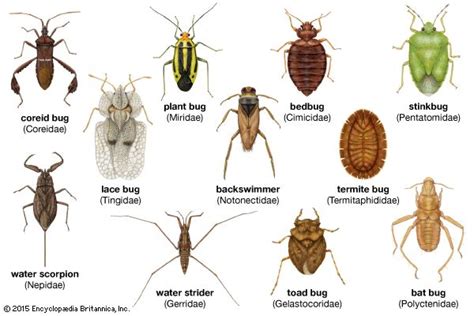 Plant bug | insect | Britannica.com