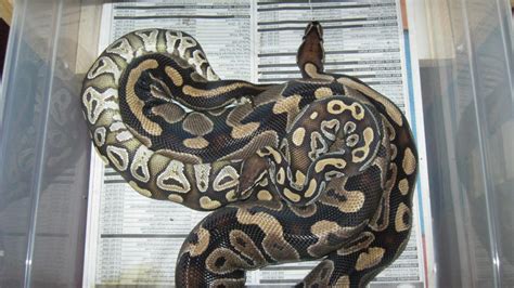 Ball Python Breeding 3 by ReptileMan27 on DeviantArt