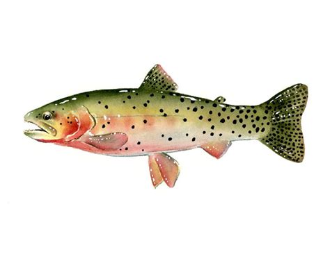 Cutthroat Trout Art Print Watercolor Painting Fly Fishing | Etsy