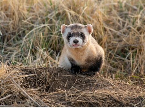 Black-footed ferret: habitat and characteristics