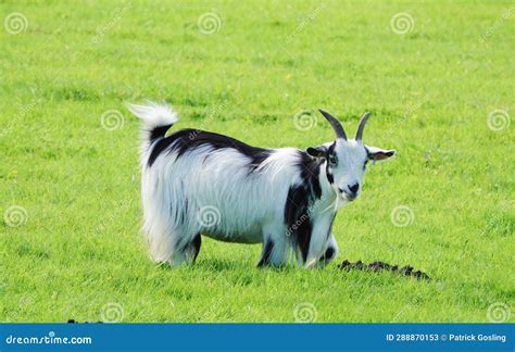 Cute Pygmy goat. stock image. Image of herd, pasture - 288870153