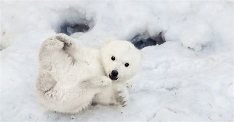 What’s a Baby Polar Bear Called & 4 More Amazing Facts! - A-Z Animals