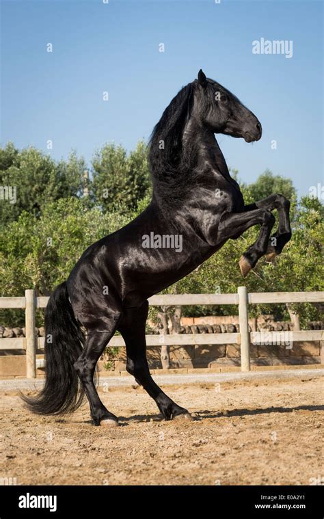 A black stallion prancing Stock Photo - Alamy