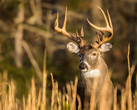 Tennessee's Hunters for the Hungry Celebrates 25 Years