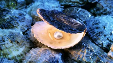 "The World is your oyster" — Meaning, Origin & Context