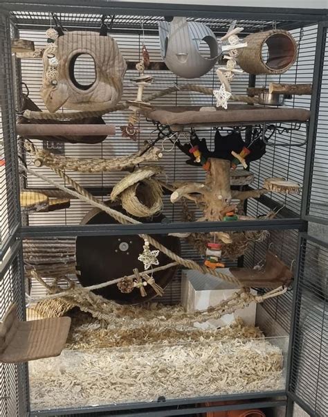 Rat cage setup | Rat cage, Pet rat cages, Rat cage diy