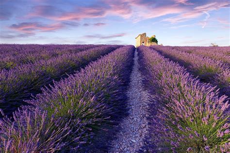 10 Best Places to See Lavender Fields in France - What are France's ...