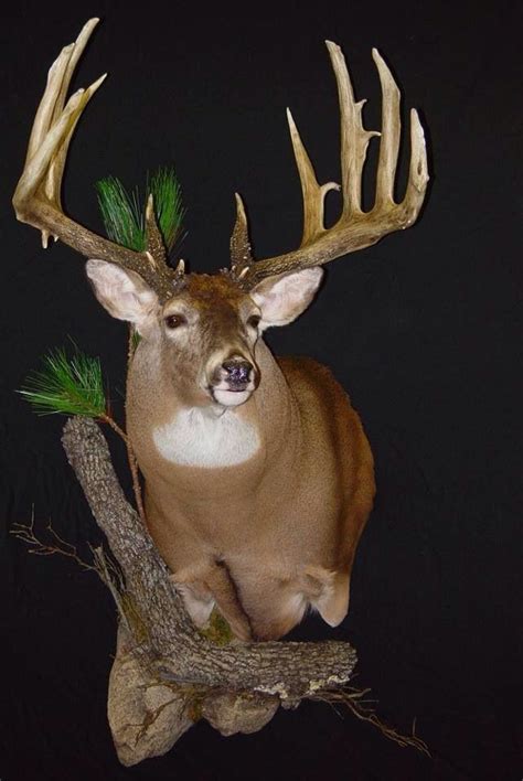 7 Interesting Deer Head Mounts - AllOutdoor.com