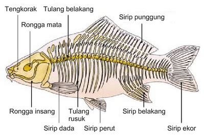 Sistem Gerak Pada Hewan beserta Gambarnya - DosenBiologi.com