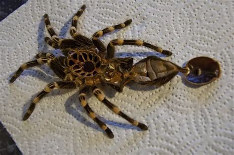 Tarantula Molting: A Complete Guide (With Pictures) | ThePetFAQ