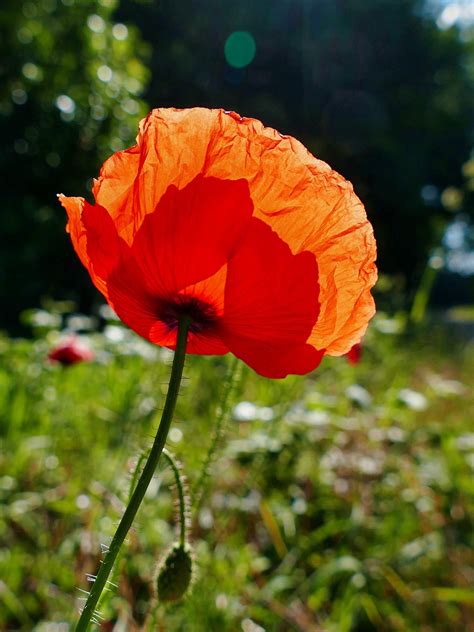 Poppy Red Flower Meadow - Free photo on Pixabay - Pixabay