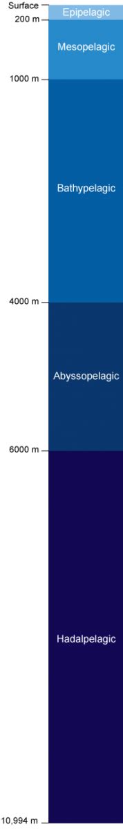 Layers of the Ocean | National Oceanic and Atmospheric Administration