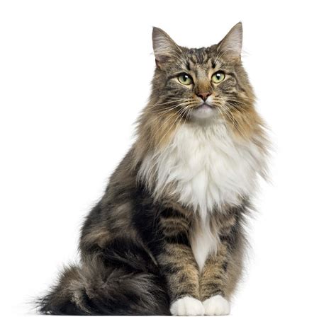 Norwegian Forest Cat Breed Information | Norwegian Forest Cat Characteristics, Grooming ...