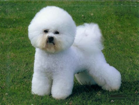 Bichon Frise - Puppies, Rescue, Pictures, Information, Temperament ...