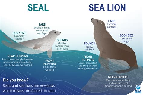 What's the difference between seals and seal lions? | NOAA Fisheries