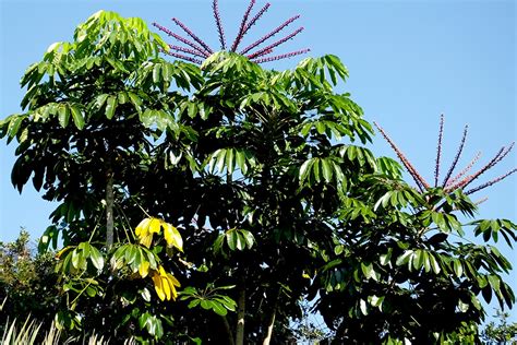 How to Grow and Care for Umbrella Tree - Lalma