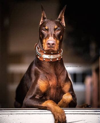 Doberman Wolf Mix