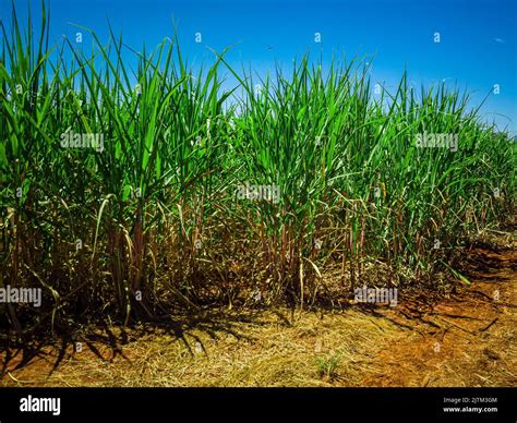 Sugar cane plantation in Brazil Stock Photo - Alamy