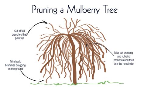 The Appeal of the Weeping Mulberry | Geranium Blog