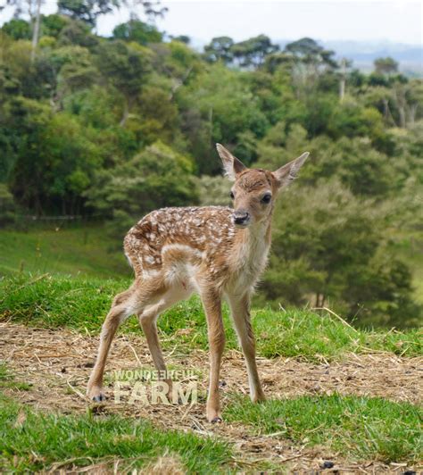 All About Baby Deer (Fawns) + Videos