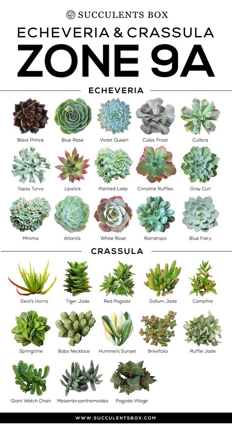 Types Of Succulents Indoor | Types Of Succulent Plant