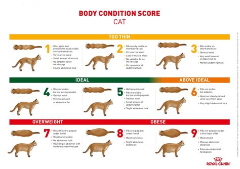 Cat Obesity -- how to keep your cat at a healthy weight — Just Cats Veterinary Clinic