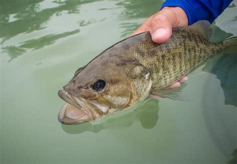 The Guadalupe Bass - state of Texas : flyfishing