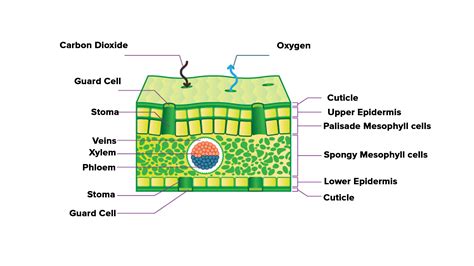 Leaf Cross Section Diagram And Functions Daun Struktur Anato