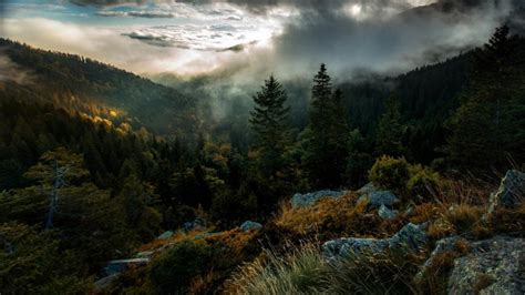 Areal graphy Of Forest Covered With Mist Under Cloudy Sky During Morning Time 4K Nature HD ...