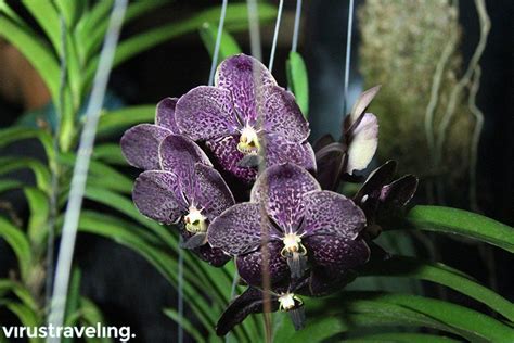 Mencari Bunga Anggrek Hitam, Anggrek Hutan Khas Kalimantan