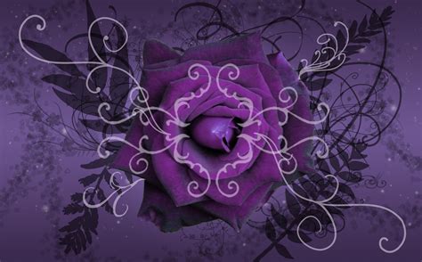 🔥 [75+] Purple Rose Wallpapers | WallpaperSafari