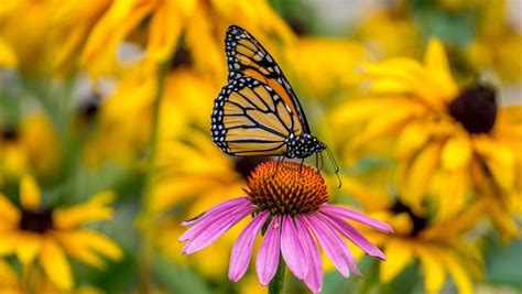 9 plants that will bring butterflies to your garden | Plants, Butterfly garden plants, Attract ...