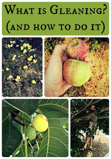 What is Gleaning and How to do it