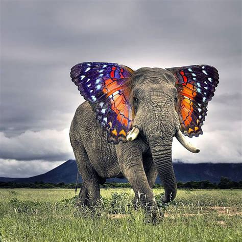 15 Hybrid Animals Born In The Land Of Photoshop | DeMilked