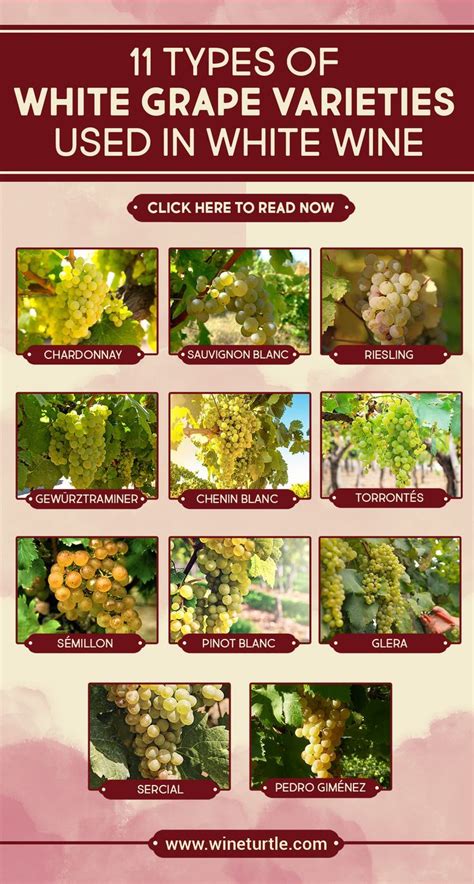 17 White Wine Grapes Explained [Varieties & Characteristics] | White wine grapes, Types of white ...